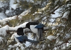 JH (12)  Magpies outside JH window